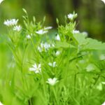 Common Mouse Ear Cerastium fontanum low-growing plant with green foliage and clusters of tiny white flowers.