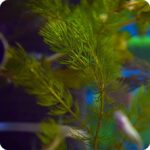 Rigid Hornwort Ceratophyllum demersum close-up of dense dark green whorled leaves fully submerged in clear water.