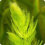 Rigid Hornwort Ceratophyllum demersum submerged aquatic plant with stiff forked leaves forming bushy green masses.