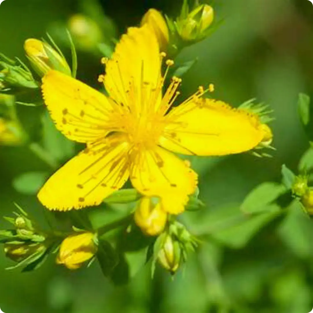 Common-st-Johns-Wort Common St John's Wort (Hypericum perforatum) plug plants - Image 1
