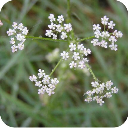 Parsley Water Dropwort (Oenanthe lachenalii) close-up of delicate white umbels of small flowers on slender green stems.