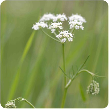 Parsley Water Dropwort (Oenanthe lachenalii) tall wetland plant with divided green leaves and clusters of white flowers.