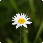 Corn Chamomile Anthemis arvensis close-up of white daisy flowers with yellow centres on slender green stems.