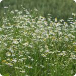 Corn Chamomile Anthemis arvensis growing in arable fields and grassy margins among native wild plants.