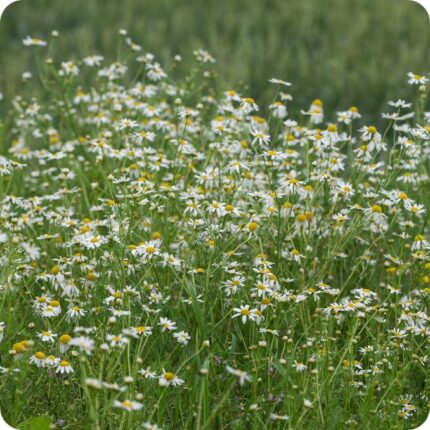Corn Chamomile Anthemis arvensis growing in arable fields and grassy margins among native wild plants.