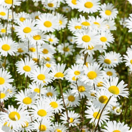 Corn Chamomile Anthemis arvensis upright annual with feathery green leaves and white daisy flowers
