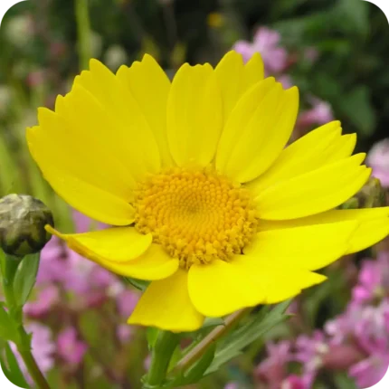 Corn Marigold Glebionis segetum close up of bright golden yellow flower on on slender green stems in summer.