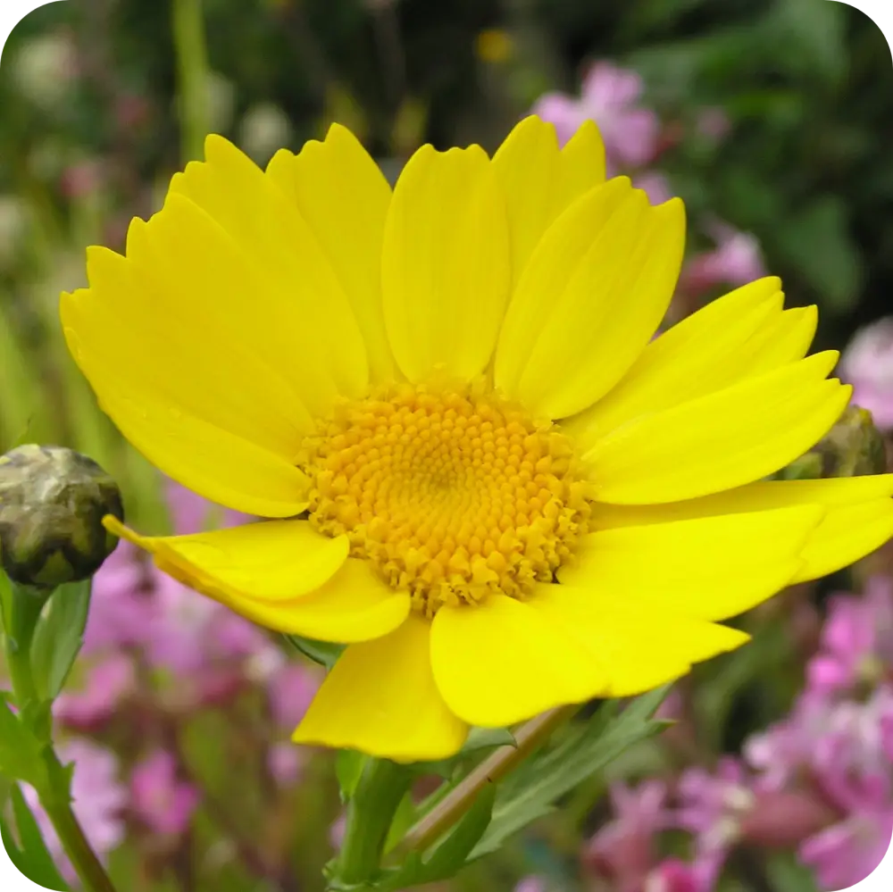 Corn_marigold_2 Corn Marigold Glebionis segetum close up of bright golden yellow flower on on slender green stems in summer.