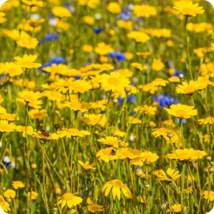 Corn Marigold Glebionis segetum growing in arable fields and grassy margins among native wild plants.