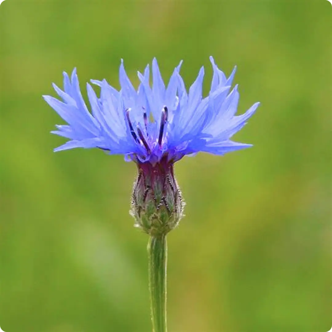 Cornflower Cornflower (Centaurea cyanus) close up of bright blue star shaped flowers with thin petals on slender green stems.