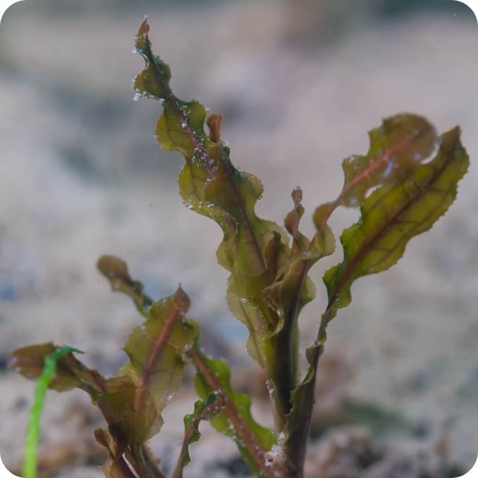 Curled Pondweed Curled Pondweed (Potamogeton crispus) aquatic plant with long curled leaves floating underwater and slender green stems.
