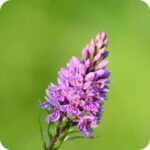 Common Spotted Orchid (Dactylorhiza fuchsii) clump-forming plant with green leaves and upright stems of pink and purple spotted flowers.