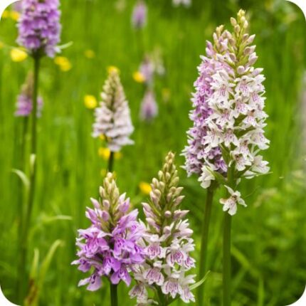 Common Spotted Orchid (Dactylorhiza fuchsii) growing in meadows and woodland clearings among grasses and native wildflowers.