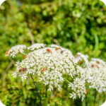 Wild Carrot (Daucus carota) upright plant with clusters of delicate white flower heads and insects on them.