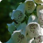 Foxglove White (Digitalis purpurea f. albiflora) close up of pure white tubular flowers with delicate speckled throats.