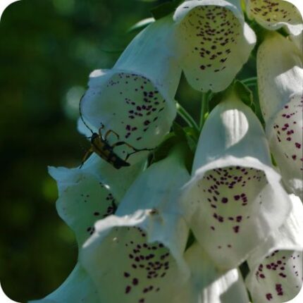 Foxglove White (Digitalis purpurea f. albiflora) close up of pure white tubular flowers with delicate speckled throats.