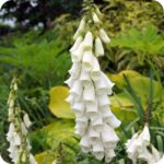 Foxglove White (Digitalis purpurea f. albiflora) elegant wildflower with green foliage and upright stems of white blooms.