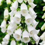 Foxglove White (Digitalis purpurea f. albiflora) close up of tall spike with clusters of white bell shaped flowers.