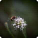 Small Teasel (Dipsacus pilosa) close-up of spiny white flower heads with a hoverfly collecting nectar.