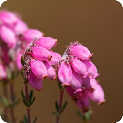 Cross Leaved Heath (Erica tetralix) close up of small pink bell shaped flowers on slender green stems in wet heathland.