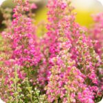 Cross Leaved Heath (Erica tetralix) growing in damp heathland and moorland among grasses and native wildflowers.