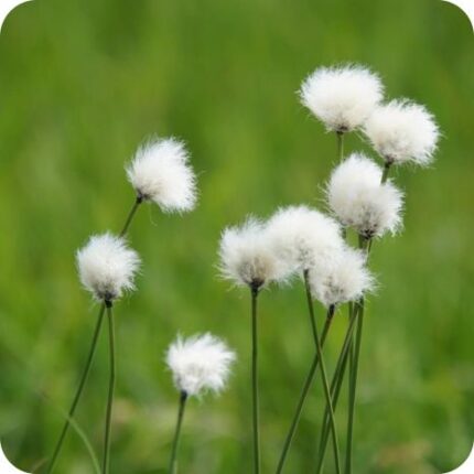 Hare's-Tail Cotton Grass (Eriophorum vaginatum) tufted wetland plant with narrow green leaves and distinctive white cotton like seed heads.
