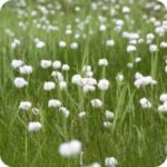 Hare's-Tail Cotton Grass (Eriophorum vaginatum) growing in bogs and wet moorlands among mosses, sedges, and native wildflowers.