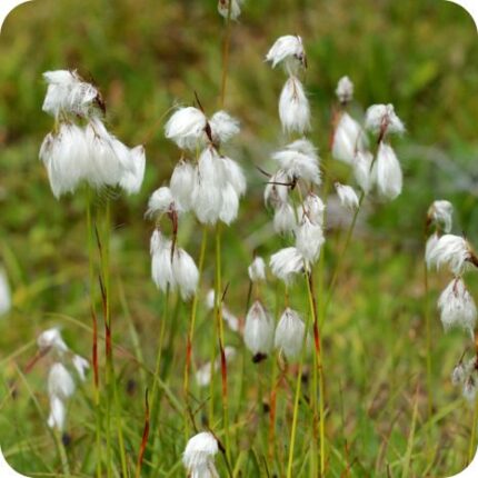 Common Cotton Grass (Eriophorum angustifolium) clump forming wetland plant with silky white seed heads.