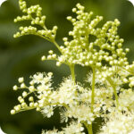 Meadowsweet (Filipendula ulmaria) close-up of creamy white clusters of tiny fragrant flowers and flower buds.