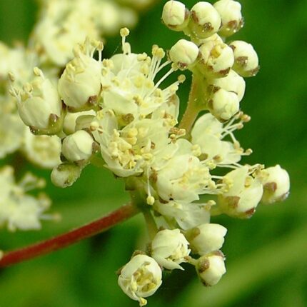 Meadowsweet (Filipendula ulmaria) close-up of creamy white clusters of tiny fragrant flowers on tall green stems.