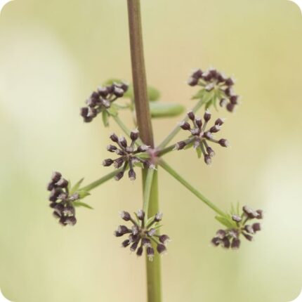 Fool's Watercress (Apium nodiflorum) close-up showing clusters of small white flowers above bright green stems.