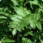 Fools Watercress Apium nodiflorum close-up of bright green divided leaves with smooth edges and a glossy surface.