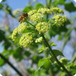 Fools Watercress Apium nodiflorum low growing plant with glossy divided green leaves and small white flower heads.