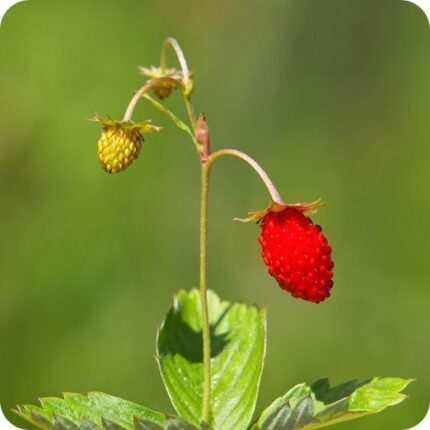 Wild Strawberry (Fragaria vesca) close-up of small red strawberries hanging off slim stems.