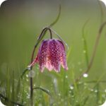SnakesHead Fritillary (Fritillaria meleagris) close-up of purple checked bell-shaped flowers on slender stems.