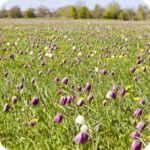Snakes-Head Fritillary (Fritillaria meleagris) growing in damp meadows among grasses and other native spring wildflowers.