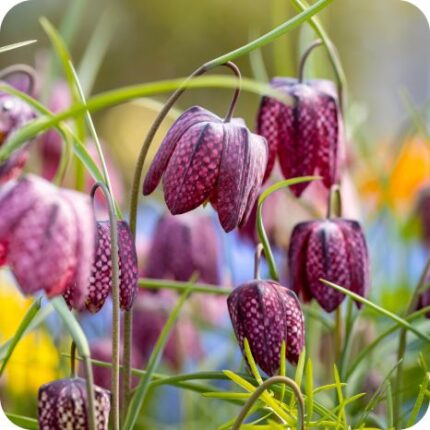 Snakes-Head Fritillary (Fritillaria meleagris) delicate spring plant with narrow leaves and nodding purple patterned flowers.