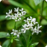 Woodruff (Galium odoratum) close-up of tiny white star-shaped flowers with green leaves in spring bloom.
