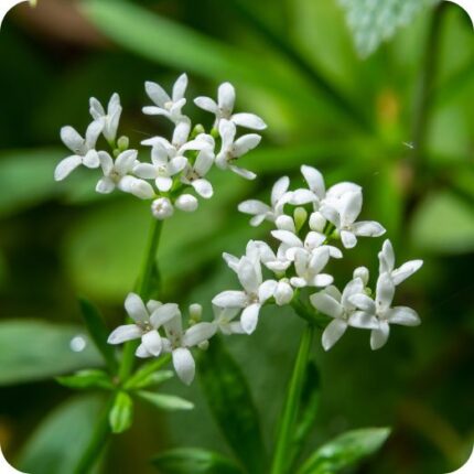 Woodruff (Galium odoratum) close-up of tiny white star-shaped flowers with green leaves in spring bloom.