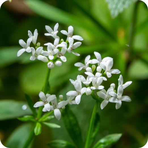 Galium_odoratum_Flower Woodruff (Galium odoratum) close-up of tiny white star-shaped flowers with green leaves in spring bloom.