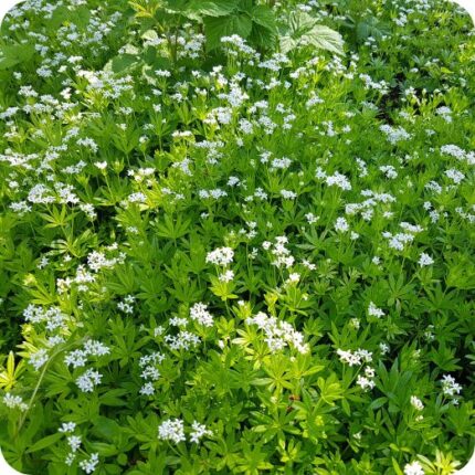 Woodruff (Galium odoratum) spreading across a shady woodland floor among mosses and other native spring flowers.