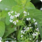Marsh Bedstraw (Galium palustre) sprawling wetland plant with whorled green leaves and clusters of small white flowers.