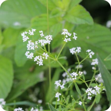 Marsh Bedstraw (Galium palustre) sprawling wetland plant with whorled green leaves and clusters of small white flowers.