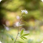 Marsh Bedstraw (Galium palustre) slim stemmed plant with whorled green leaves and clusters of small white flowers.
