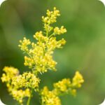 Lady's Bedstraw (Galium verum) close-up of bright yellow clusters of tiny flowers on fine green stems in summer bloom.