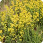 Lady's Bedstraw (Galium verum) growing in dry grasslands and roadside verges among native wildflowers and tall grasses.