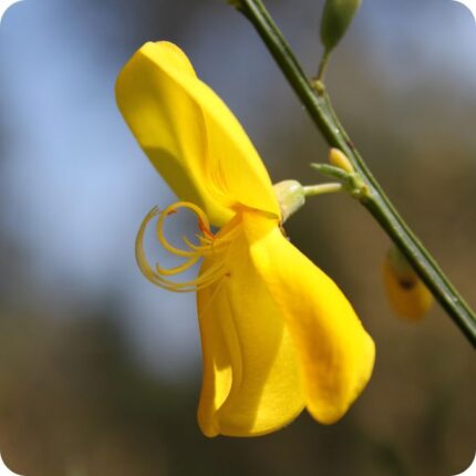 Dyers Greenweed Genista tinctoria close-up of bright yellow pea shaped flowers on slender green stems.