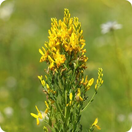 Dyers Greenweed Genista tinctoria bushy plant with narrow green leaves and clusters of vivid yellow flowers.
