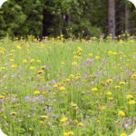 Wood Crane's-Bill (Geranium sylvaticum) growing in a shaded woodland clearing among grasses and other native wildflowers.