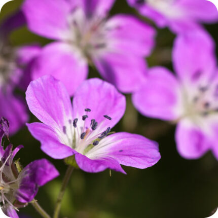 Wood Crane's-Bill (Geranium sylvaticum) close-up of violet-purple petals with dark veins in full summer bloom.